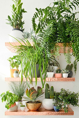 Indoor Plants