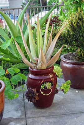 outdoor Plants