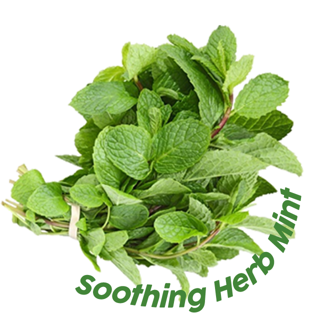soothing herb mint