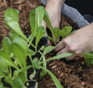 roof top farming implementation